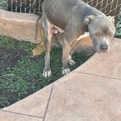 Caddo Parish Animal Control - animal was in their care for 1 month & still starved & had diahrea?