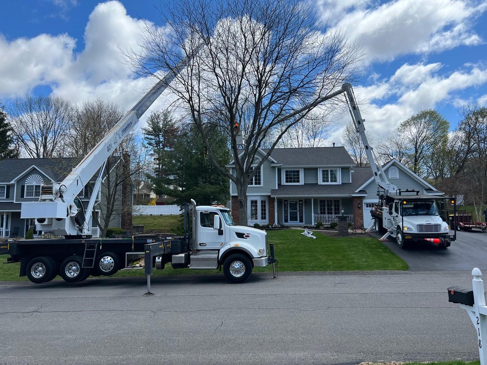A&J Tree Service - tree service in Albany, NY