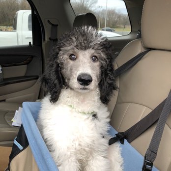 Raven Rock Standard Poodles - Getting bigger - Pet Breeders Near Me Raven Rock Standard Poodles - Getting bigger - Pet Breeders Near Me
