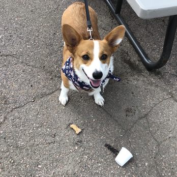 Polar Bites - A pupper who has enjoyed her pup cone. - Shaved Ice Near Me - Sioux Falls, South Dakota