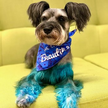 The Paw Shop - Another amazing job by Lashonda and her team! I love their work, they always go out of their way even when your pup has knots. - Pet Sitting Near Me - Ocoee, Florida The Paw Shop - Another amazing job by Lashonda and her team! I love their work, they always go out of their way even when your pup has knots. - Pet Sitting Near Me - Ocoee, Florida