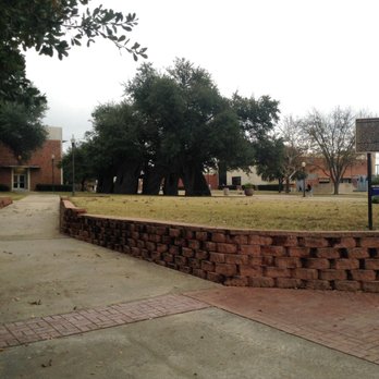 East Texas A&M University - Art project in the trees - Colleges & Universities Near Me - Commerce, Texas