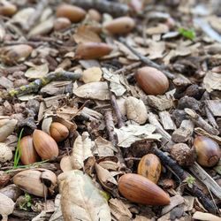 TFL Garden - Acorns
