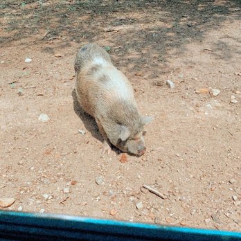 Sanctuary Serengeti - Hog - Zoos Near Me - La Grange, Texas