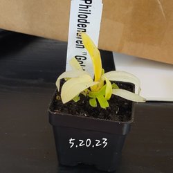 This is the 45 dollar plant she received