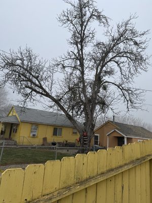 Bowman’s Tree Service on Yelp