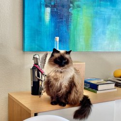 Blackhawk Veterinary Hospital - Tiffy Greenhalgh-Garcia