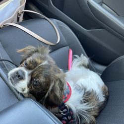 Wiggly Tails Dog Rescue