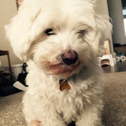 PetSmart Dog Training - Muggsy