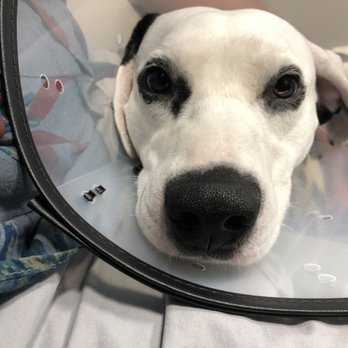 Diamond Veterinary Hospital - Veterinarians Near Me - Everett, Washington