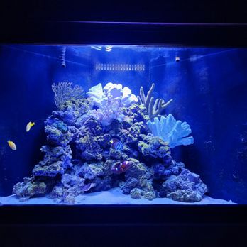 Fish Guy Russ - Aquarium Services Near Me Fish Guy Russ - Aquarium Services Near Me