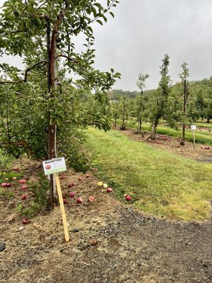 Sun High Orchards by null