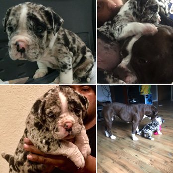 GatorGrip Kennels - GatorGrip Kennels : Alapaha Blue Blood Bulldogs.     #Isadorasghost - Pet Breeders Near Me