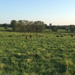 Tussock Sedge Farm Store - Tussock Sedge Farm 100% grassfed red angus beef.
