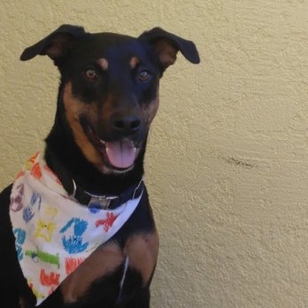 100% Fancy Grooms - Home from the groomers again - Pet Groomers Near Me - Fresno, California 100% Fancy Grooms - Home from the groomers again - Pet Groomers Near Me - Fresno, California