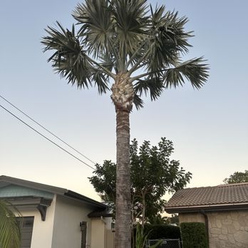 Jansaki Tree Service - Bizmarak palm trimmed - Tree Services Near Me - Clearwater, Florida Jansaki Tree Service - Bizmarak palm trimmed - Tree Services Near Me - Clearwater, Florida