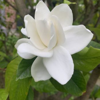 Dumbarton Oaks - Gardenia - Botanical Gardens Near Me - Washington, DC, District of Columbia