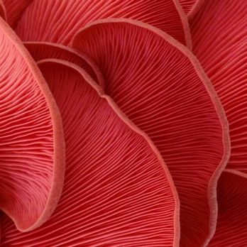 Shibumi Farm - Pink Oyster Mushrooms - Specialty Food Near Me - Princeton, New Jersey Shibumi Farm - Pink Oyster Mushrooms - Specialty Food Near Me - Princeton, New Jersey