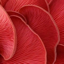 Shibumi Farm - Pink Oyster Mushrooms