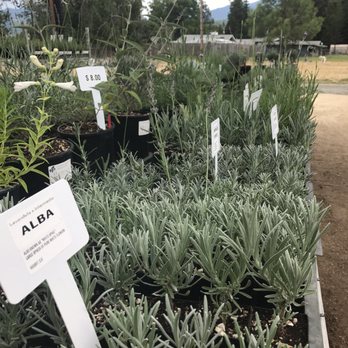 Goodwin Creek Gardens - Healthy happy plants for sale! - Nurseries & Gardening Near Me - Williams, Oregon Goodwin Creek Gardens - Healthy happy plants for sale! - Nurseries & Gardening Near Me - Williams, Oregon