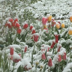 All is Well - Spring in Taos