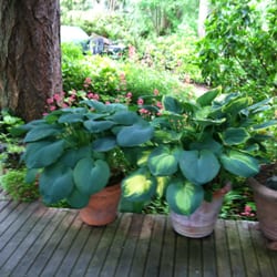 Skagit Bay Hideaway - Huge hostas out front