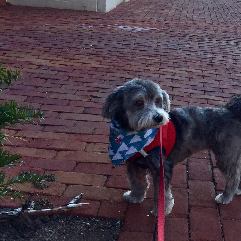 VIP Pet Elite - Pet Groomers Near Me - Alexandria, Virginia VIP Pet Elite - Pet Groomers Near Me - Alexandria, Virginia