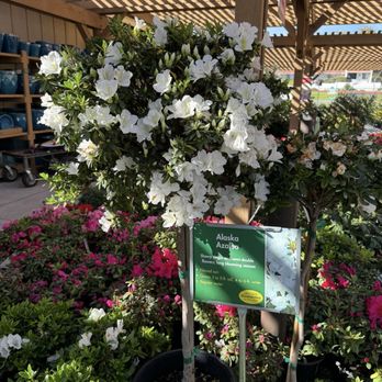 Armstrong Garden Centers - Nurseries & Gardening Near Me - San Diego, California Armstrong Garden Centers - Nurseries & Gardening Near Me - San Diego, California