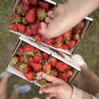 Lazy Creek Farms - These are some strawberries my daughters picked. - Attraction Farms Near Me - Rome, Georgia Lazy Creek Farms - These are some strawberries my daughters picked. - Attraction Farms Near Me - Rome, Georgia