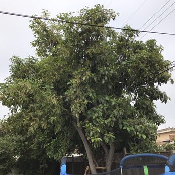 AMDM Tree Service - Before and after photos - Landscaping Near Me - Anaheim, California
