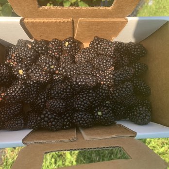 Indian Springs Berry Farm - Fresh picked blackberries - Pick Your Own Farms Near Me - Fairfield, Ohio Indian Springs Berry Farm - Fresh picked blackberries - Pick Your Own Farms Near Me - Fairfield, Ohio