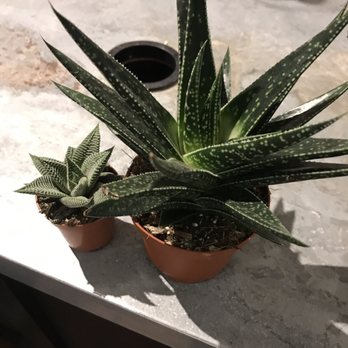 PlantShed - Plants - Florists Near Me - New York, New York PlantShed - Plants - Florists Near Me - New York, New York