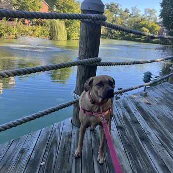 Happy Tail - Enjoying the outdoors - Dog Walkers Near Me - Falls Church, Virginia Happy Tail - Enjoying the outdoors - Dog Walkers Near Me - Falls Church, Virginia