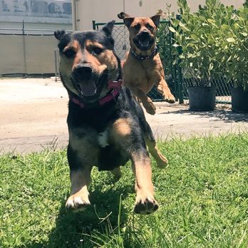 Doggies Gone Wild - Here are two of my angels @ Doggies Gone Wild! - Pet Sitting Near Me - Miami, Florida Doggies Gone Wild - Here are two of my angels @ Doggies Gone Wild! - Pet Sitting Near Me - Miami, Florida