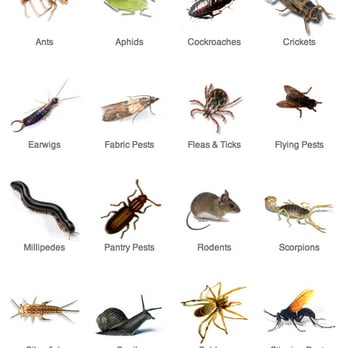 Alterra - Pest Control Near Me - Sandy, Utah