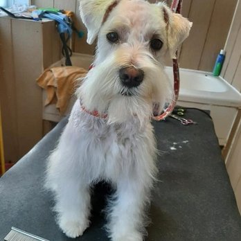 Toilettage Mélanie - Photo - Pet Groomers Near Me
