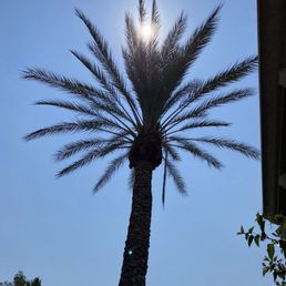 Hanging Palm Frond Hanging Palm Frond
