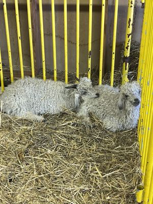 Tanana Valley State Fair Association by null