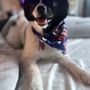 Photo of Fluffy Angel Pet Grooming & Spa