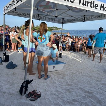 The Turtle Hospital - Veterinarians Near Me - Marathon, Florida