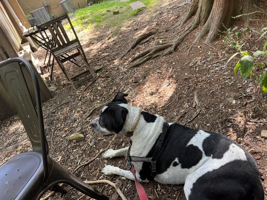 The Cedars House by null