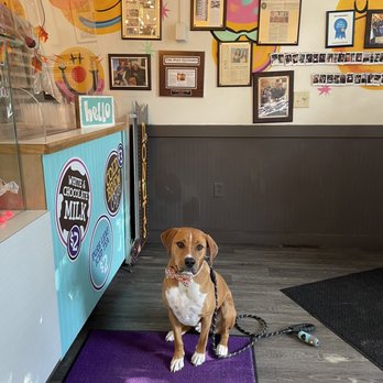 Glazed & Confused - Good doggies get s - Donuts Near Me - Syracuse, New York Glazed & Confused - Good doggies get s - Donuts Near Me - Syracuse, New York