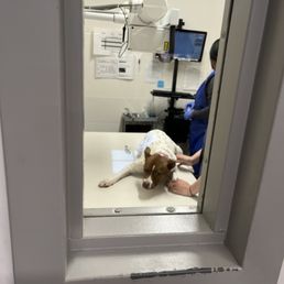 X-Ray X-Ray