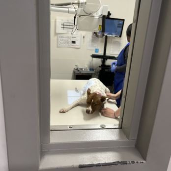 VEG ER for Pets - X-Ray - Emergency Pet Hospital Near Me - Dallas, Texas VEG ER for Pets - X-Ray - Emergency Pet Hospital Near Me - Dallas, Texas