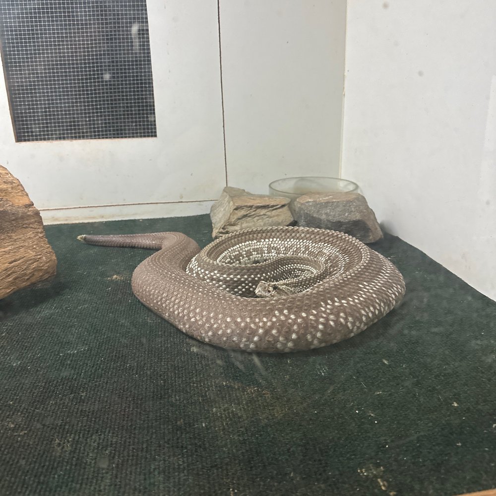 Luray Zoo - Zoos Near Me - Luray, Virginia