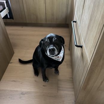 Sunset Grooming - Pet Groomers Near Me