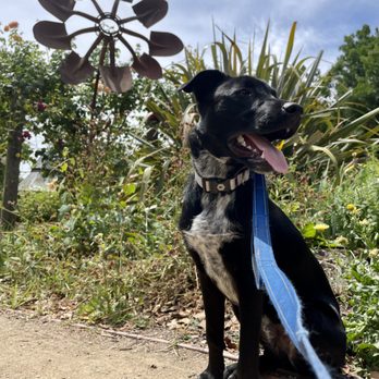 Beth's K9 Training - Oreo crushing it on a walk with a LOT of people around him - Pet Training Near Me - Fremont, California