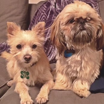 Ginger's Pet Rescue - Bennie our new rescue and our resident dog Wicket. Best friends! - Animal Shelters Near Me Ginger's Pet Rescue - Bennie our new rescue and our resident dog Wicket. Best friends! - Animal Shelters Near Me