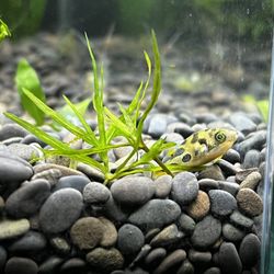 Vets Pets - Pea puffer