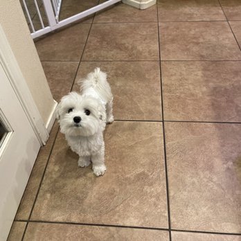 Pawsh Palace - Personal pets - Pet Boarding Near Me - Las Vegas, Nevada Pawsh Palace - Personal pets - Pet Boarding Near Me - Las Vegas, Nevada